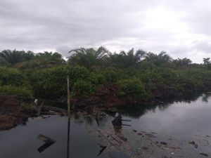 Pembakar Hutan Kembali Dihukum Rp 366 M, LSM: Segera Eksekusi! Pembakar Hutan Kembali Dihukum Rp 366 M, LSM: Segera Eksekusi!