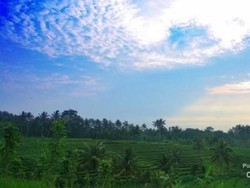 Bukan di Bali, Ini Hamparan Sawah Cantik di Tulungagung