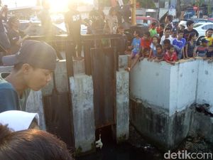 Banyak Warga Nonton Bikin Buaya Kali Grogol Susah Ditangkap