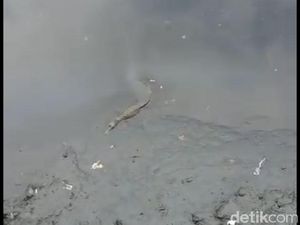 Teridentifikasi, Buaya di Kali Grogol Berjenis Muara