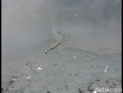 Teridentifikasi, Buaya di Kali Grogol Berjenis Muara