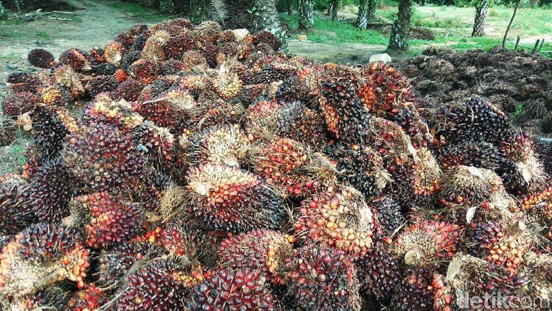Jokowi Mau Genjot Ekspor Sawit ke China Demi Tekan Defisit