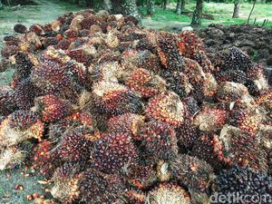 Pemerintah Tanggung Biaya Pengelolaan Kebun Sawit Rakyat Pemerintah Tanggung Biaya Pengelolaan Kebun Sawit Rakyat