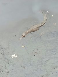 Buaya yang sempat terlihat di Kali Grogol.