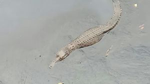 Hiii..Ini Penampakan Buaya yang Bikin Geger di Kali Grogol Jakbar