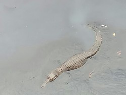 Hati-hati! Buaya Ukuran Besar di Kali Grogol Bisa Serang Manusia