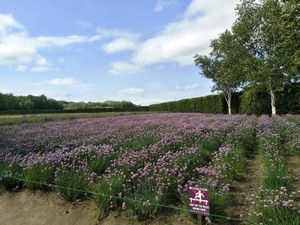 Melihat Cantiknya Hamparan Bunga di Hokkaido Melihat Cantiknya Hamparan Bunga di Hokkaido