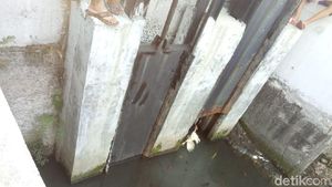 Aksi Petugas Pancing Buaya yang Ngumpet di Kali Grogol Pakai Ayam