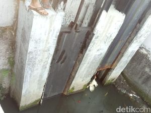 Aksi Petugas Pancing Buaya yang Ngumpet di Kali Grogol Pakai Ayam