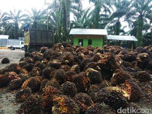 Tanggapan Petani soal Rencana Jokowi Moratorium Kebun Kelapa Sawit Tanggapan Petani soal Rencana Jokowi Moratorium Kebun Kelapa Sawit