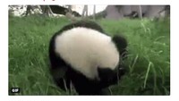 Panda imut yang sedang berguling-guling ini disamakan dengan aksi serupa Neymar saat lawan Serbia. (Foto: Internet)