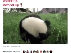 Panda imut yang sedang berguling-guling ini disamakan dengan aksi serupa Neymar saat lawan Serbia. (Foto: Internet)