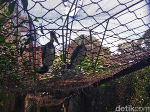 Bunbin Bandung Punya Koleksi Baru Bayi Bangau Tongtong Bunbin Bandung Punya Koleksi Baru Bayi Bangau Tongtong