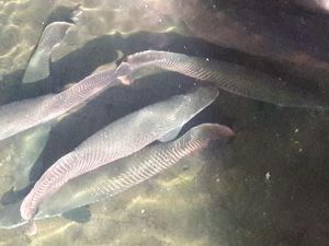 Masudin, Kolektor Ikan Arapaima Gigas dari Jombang Masudin, Kolektor Ikan Arapaima Gigas dari Jombang
