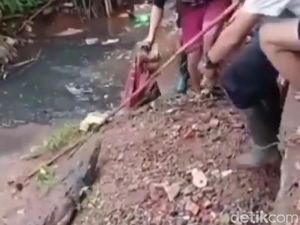 Kandang Jebol, Buaya Peliharaan Komunitas Sempat Lepas di Ciputat