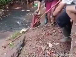 Kandang Jebol, Buaya Peliharaan Komunitas Sempat Lepas di Ciputat