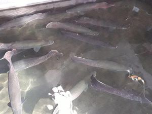 Total HG Punya 42 Ekor Ikan Arapaima Predator