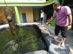 Cerita Masudin, Kolektor Ikan Arapaima dari Jombang
