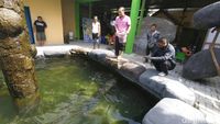 Ini Penampakan ikan Arapaima yang Dibeli Warga Jombang Rp 26 Juta