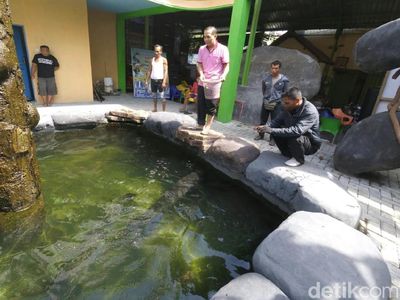 Ini Penampakan ikan Arapaima yang Dibeli Warga Jombang Rp 26 Juta