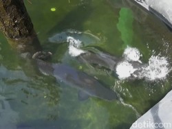 Ikan Arapaima Disebut Predator, Ini Pembelaan Masudin