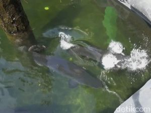 Ikan Arapaima Disebut Predator, Ini Pembelaan Masudin Ikan Arapaima Disebut Predator, Ini Pembelaan Masudin