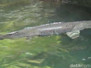 Mau Tahu Biaya Menghidupi Ikan Arapaima? Ini Kata Masudin Mau Tahu Biaya Menghidupi Ikan Arapaima? Ini Kata Masudin