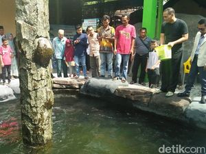 Menteri Susi Larang Pelihara Arapaima, Masudin: Saya Selamatkan Ikan Ini Menteri Susi Larang Pelihara Arapaima, Masudin: Saya Selamatkan Ikan Ini