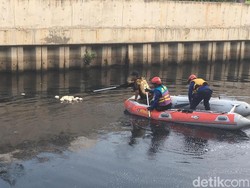 Tak Ada Penangkaran Kehilangan, Buaya Grogol dari mana?