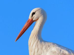 Tagihan Telepon Mencekik Gara-gara Seekor Bangau yang Kabur