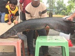 20 Ekor Arapaima Gigas Telah Ditangkap, 8 Masih Berkeliaran