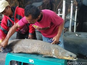 Dibuang Sayang, Arapaima Mati Milik Masudin Dijadikan Hiasan Rumah Dibuang Sayang, Arapaima Mati Milik Masudin Dijadikan Hiasan Rumah