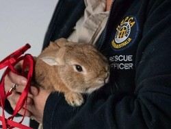 Ternyata Kelinci Ditelantarkan di Bandara Adelaide