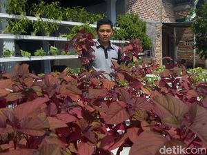 Tinggalkan Profesi Pelayar, Yahya Pilih jadi Petani Hidroponik