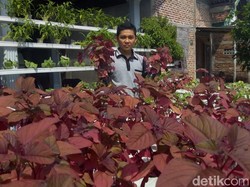 Tinggalkan Profesi Pelayar, Yahya Pilih jadi Petani Hidroponik