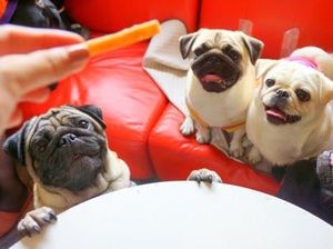 Di Kafe Ini, Pengunjung Bisa Makan Bareng 12 Anjing Pug Di Kafe Ini, Pengunjung Bisa Makan Bareng 12 Anjing Pug