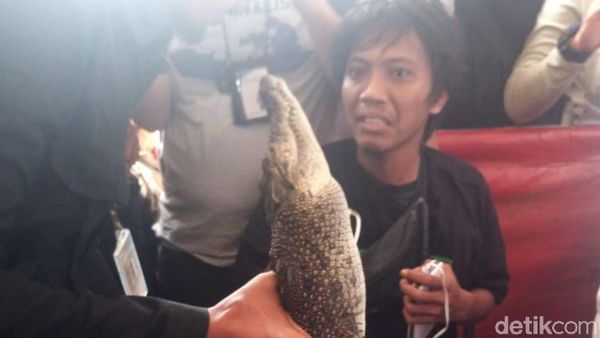 Ini Buaya 1 Meter yang Ditangkap di Roxy Jakarta