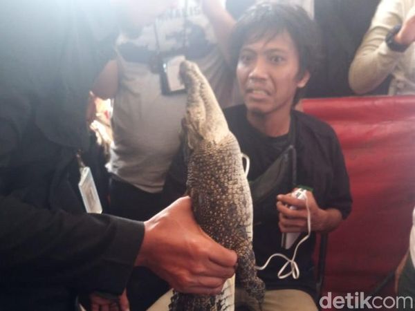 Ini Buaya 1 Meter yang Ditangkap di Roxy Jakarta