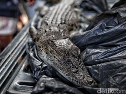 Induk Buaya Penyerang Bocah Jambi Belum Ketemu, 2 Anakan Ditangkap