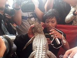 Warga yang Tangkap Buaya di Roxy Sedang Mancing Biawak