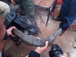 Buaya yang Ditangkap Sepanjang 1 Meter, Ditemukan di Wilayah Roxy