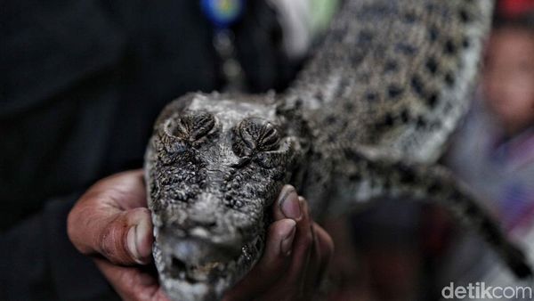 Buaya yang Bikin Heboh di Jakarta Ditangkap