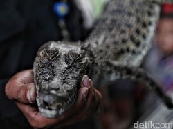 Buaya yang Bikin Heboh Jakarta Diperkirakan Bekas Peliharaan