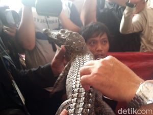 Buaya yang Bikin Heboh di Jakarta Ditangkap! Buaya yang Bikin Heboh di Jakarta Ditangkap!
