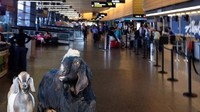 Atau ini, ketika kambing (GOAT) yang diibaratkan sebagai Messi dan Ronaldo sedang menunggu jadwal penerbangannya di bandara. Akur ya berdua. (Foto: Twitter)