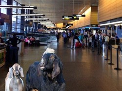 Atau ini, ketika kambing (GOAT) yang diibaratkan sebagai Messi dan Ronaldo sedang menunggu jadwal penerbangannya di bandara. Akur ya berdua. (Foto: Twitter)