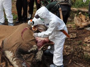 KLHK Selidiki Hilangnya Gading Gajah Betina di Bengkulu