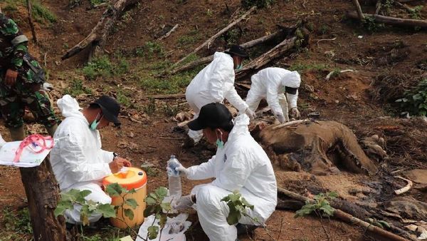Potret Gajah Betina yang Mati Mengenaskan di Bengkulu