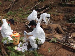 Gading hingga Belalai Gajah Betina yang Tewas di Bengkulu Hilang