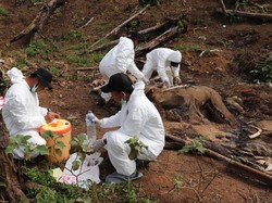 Gading hingga Belalai Gajah Betina yang Tewas di Bengkulu Hilang